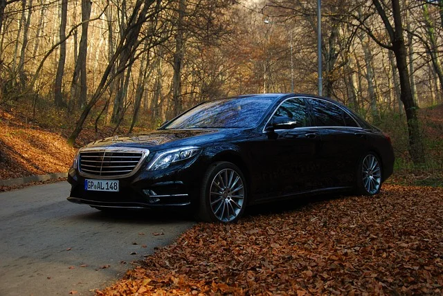 S-Class in the autumn woods