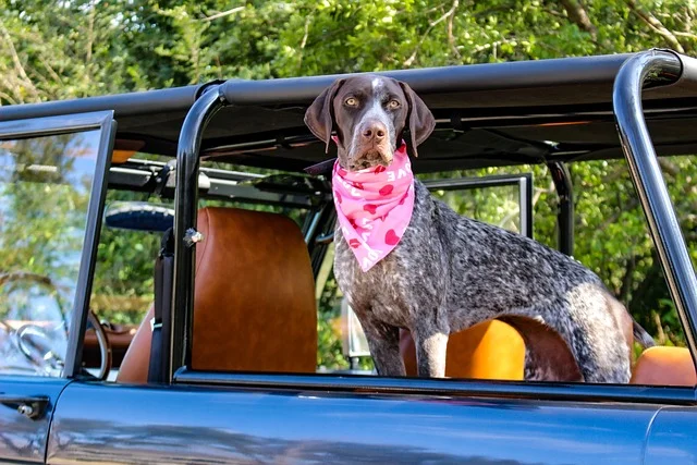 Dog in a Ford Bronco