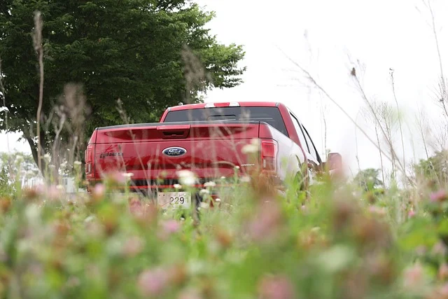 Ford truck in a field