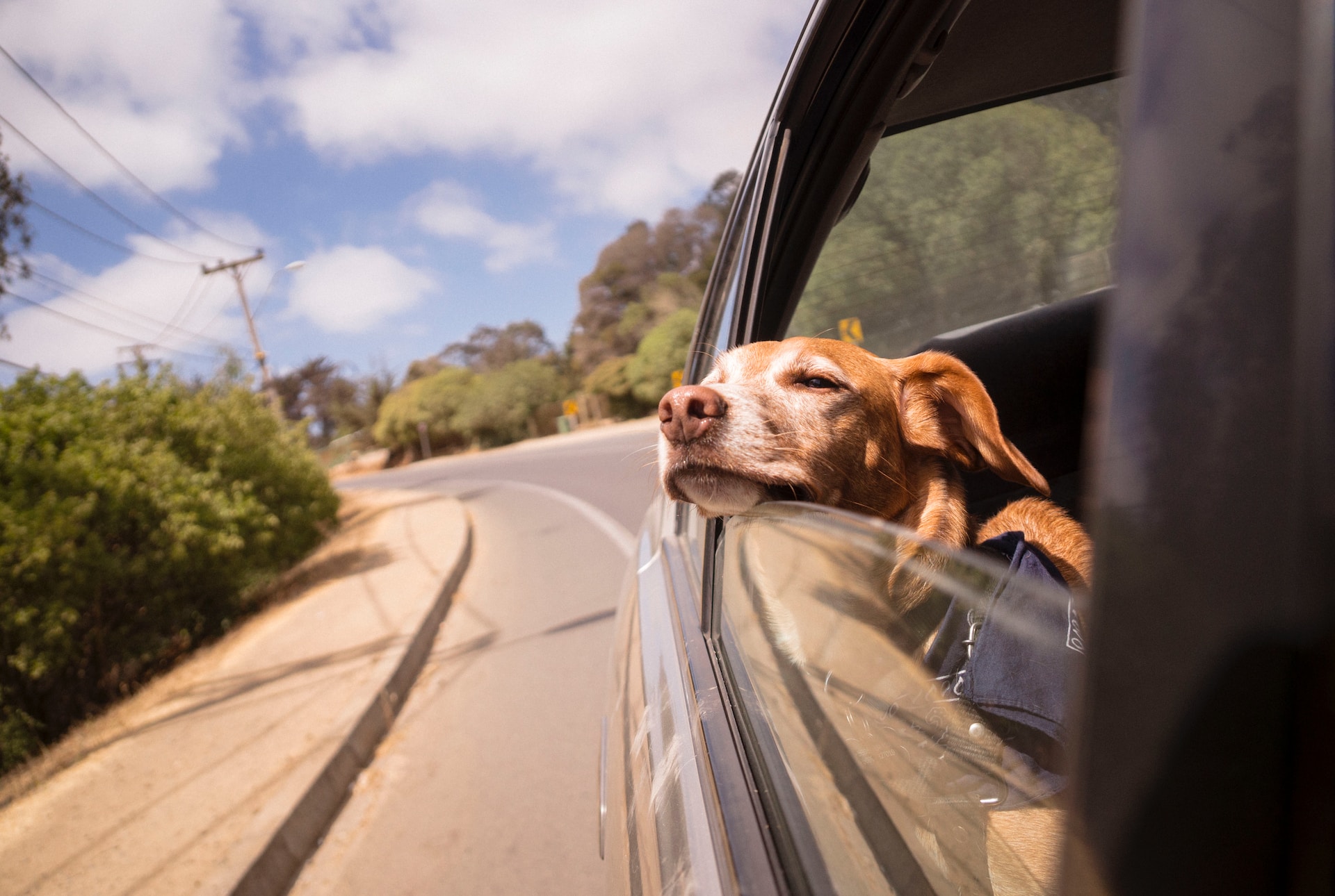dog hanging out of car window