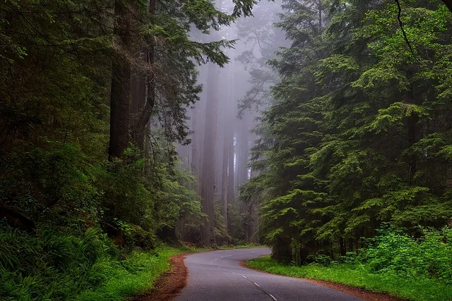 Foggy road in California